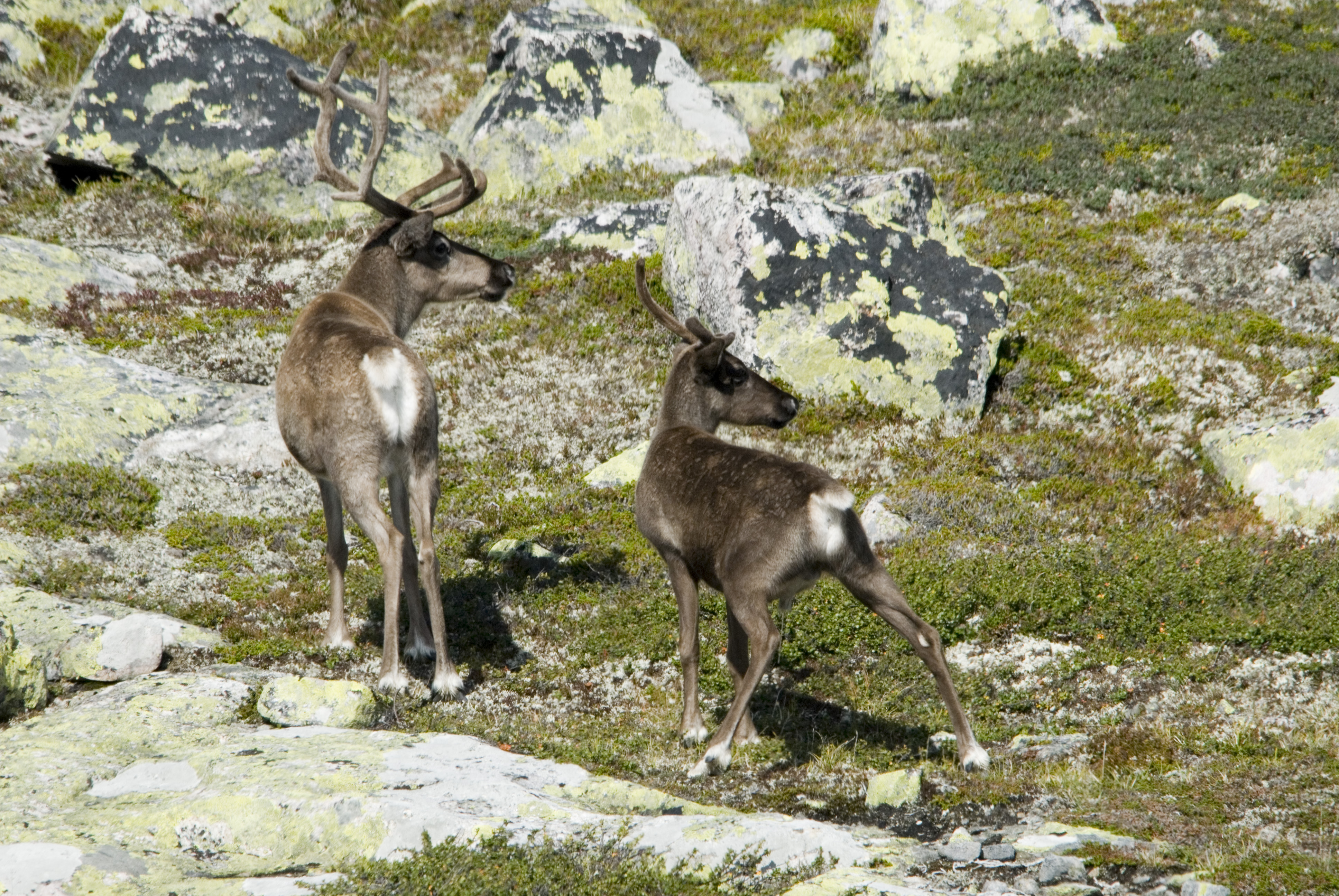 Villrein.  Foto:  G. Geirsta
