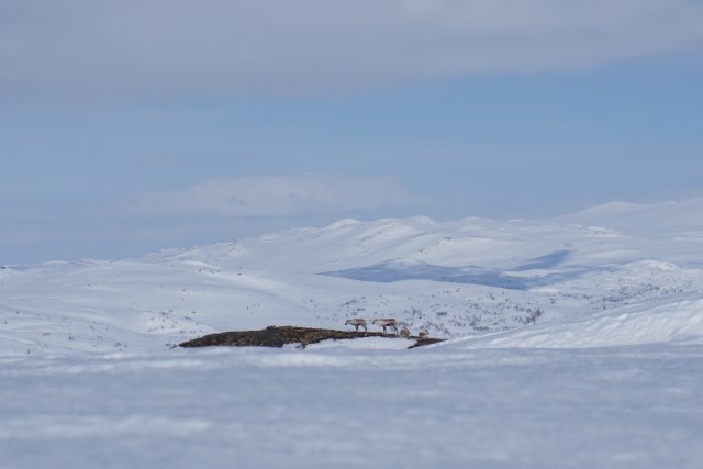 Vinter og villrein på vidda. Foto:  Kristian Kvaalen Herregården