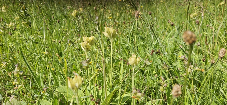 Marianøkleblom (rødlistet som sårbar, VU) i en artsrik slåtteeng med blant annet småengkall, her fra naturreservatet på sørvestsiden av Bastøy. Foto: Statsforvalteren i Vestfold og Telemark ved Hanne Thoen