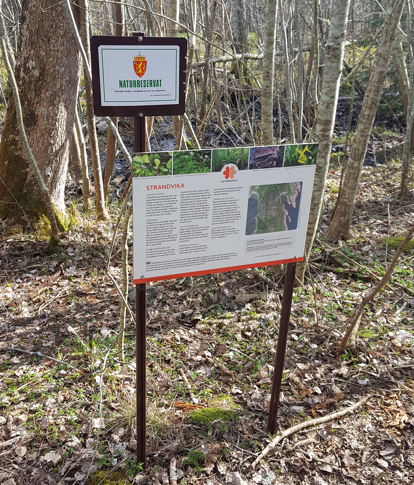 Strandvika naturreservat er døme på eit naturreservat med ramsløk-forekomstar. Men her er det forbode å plukka plantar. Foto: Statsforvaltaren i Vestfold og Telemark