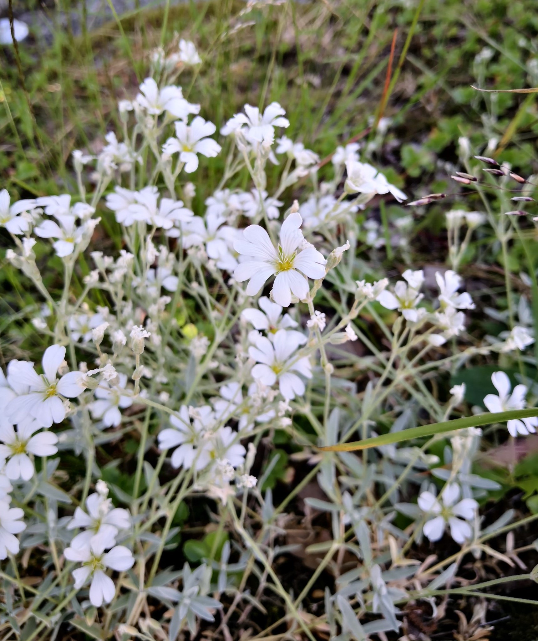 Filtarve og sølvarve er fleirårige, mattedannende urter med sterk klonal vekst og også med rikeleg blomstring og frøsetting. Frøa blir spreidde passivt, men frøspredning med tråkk (folk og dyr) synest å forklara mange førekomstar. Artane er komne inn som prydplantar. Dette er fleirårige hagestaudar frå Sør-Italia og Krim. Dei er særs hardføre og har vore dyrka sidan 1800-talet.

Planten vart først funnen heilt på slutten av 1800-talet, med første funn i Brevik i Porsgrunn i 1897.