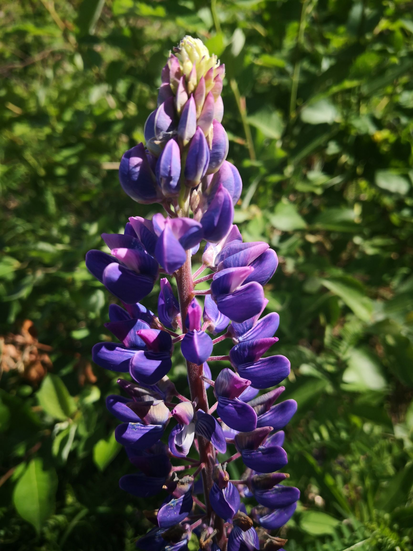 Lupiner (Lupinus polyphyllus). Arten vart introdusert til Europa i 1826 som prydplante (Fremstad 2010). I seinare tid er ho sådd ut for å stabilisera jordmassar langs vegar og jernbanar, der trafikken har bidratt til å spreia den vidare. Han har òg i stigande grad spreidd seg ut frå mange hagar. Forutan å innta kantsoner og skrotemark, har han etablert seg på mange elveører. 