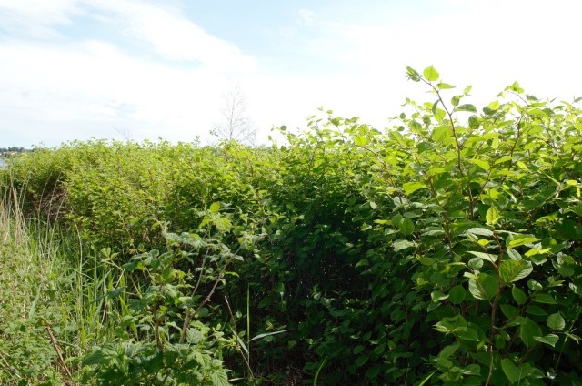 Parkslirekne (Reynoutria japonica).  Parkslirekne kom troleg til Noreg i 1860-70-årene og vart mellom anna spreidd gjennom F.C. Schübelers hageplanteforsøk til nordre Nordland. Arten blir vurdert å ha ein stor negativ økologisk effekt. Parkslirekne kan dukka opp på nesten all slags mark. Foto: Statsforvaltaren i Vestfold og Telemark