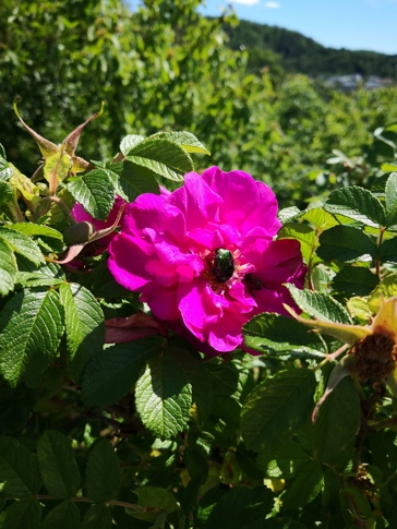 Rynkerose (Rosa rugosa). Foto: Statsforvaltaren i Vestfold og Telemark 