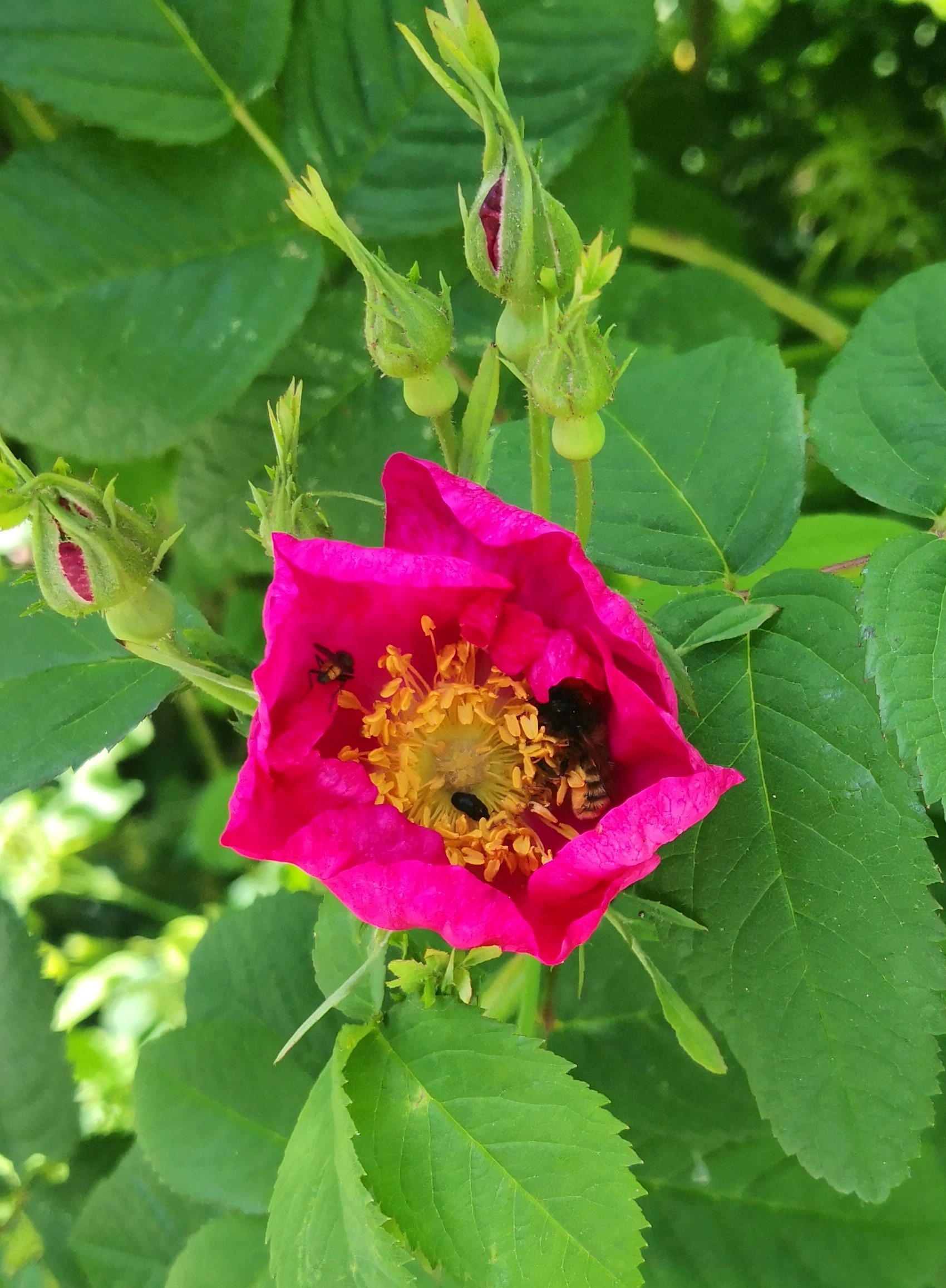 Rynkerose (Rosa rugosa) stammar frå Nordaust-Asia og er ein 1-2 m høg busk med frøformering og med saftige frukter (nyper). Nypene kan spreiast med havstraumar og med fugl. Arten er ein vanleg og strukturerande art på havstrender der han kjem frå i Øst-Asia. Rynkerose vart teke inn til Noreg som prydplante på 1800-talet, men vart funne vilt først i 1930 ved Jarlsberg i Tønsberg. Neste funn var i 1940 på Malmøya i Larvik.