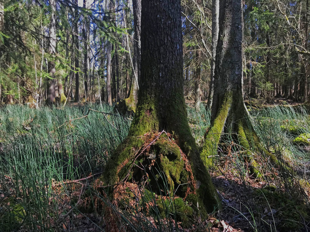 Skavgrass på kartlagt område i Slagen, Tønsberg