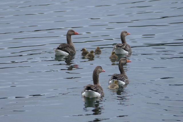 Grågåsfamile med tanter. Foto: Odd Frydenlund Steen