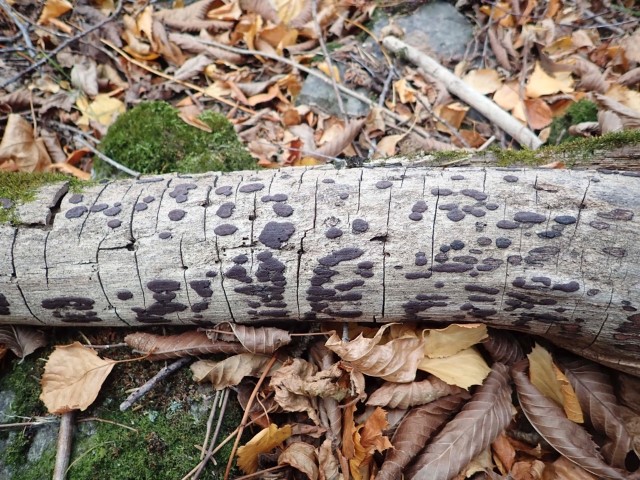 Kringsås: Almekullsopp Hypoxylon vogesiacum (NT) Foto: J.G. Brynjulvsrud