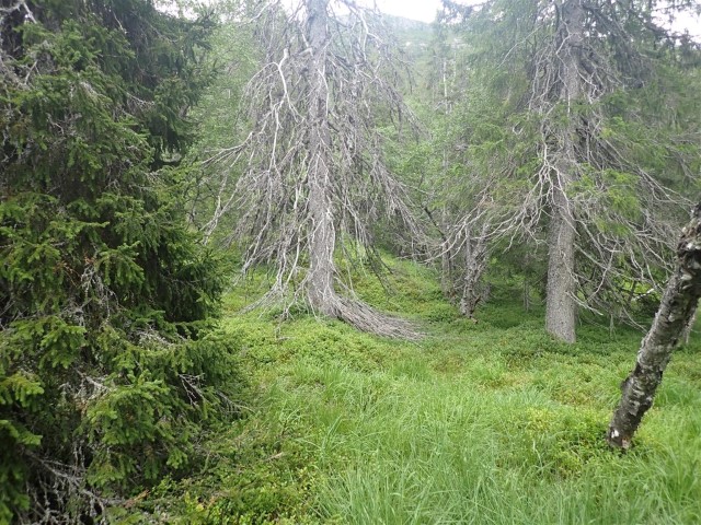 Brokefjell: Antatt 2-300 år gamle grantrær langs øvre deler av Kvævabekken. Foto: Rein Midteng