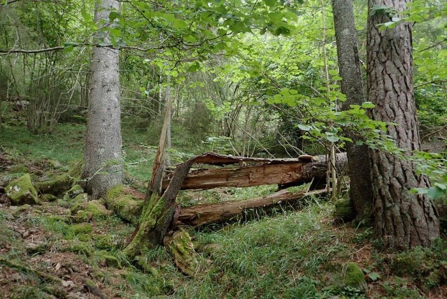Barlinddalen -  Blandingsskog som er rik på død ved. Foto: J. G. Brynjulvsrud