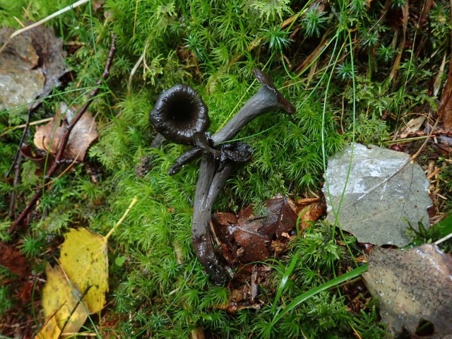 Barlindknuten: Svart trompetsopp i ung skog med stor treslagsspredning, i nordvendt skrent mot Merrfudalen. 