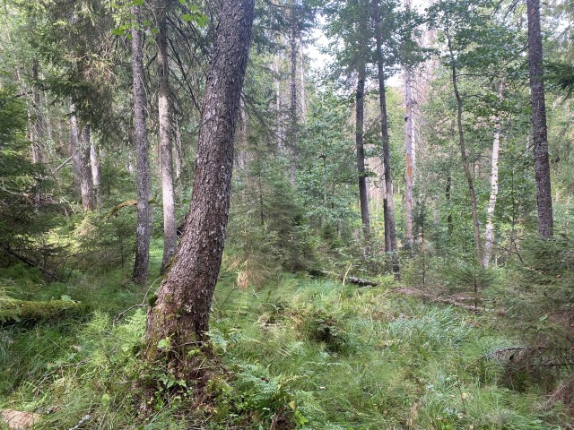 Tjuvberget: Fuktskog med svartor. Foto: Statsforvalteren i Vestfold og Telemark