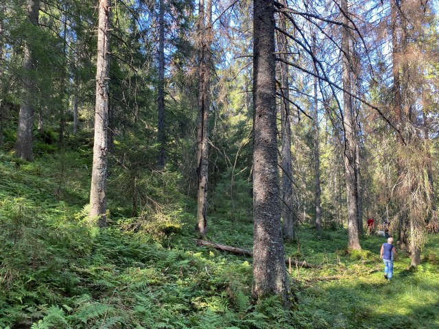 Gammel og grov granskog i Slettebergskarvene. Foto: Statsforvalteren i Vestfold og Telemark
