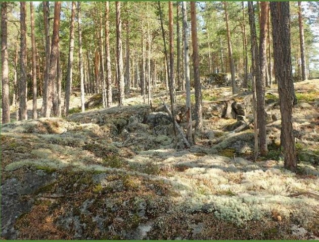 Bjønnestille naturreservat i Notodden.  Brannpåvirka tett furuskog med noko død ved. Foto: Sigve Reiso