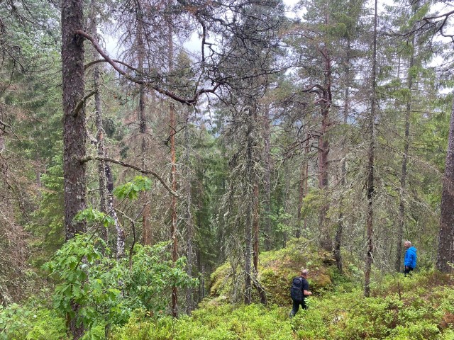 Bjørnøya: Gammel furuskog. Foto: Statsforvalteren i Vestfold og Telemark