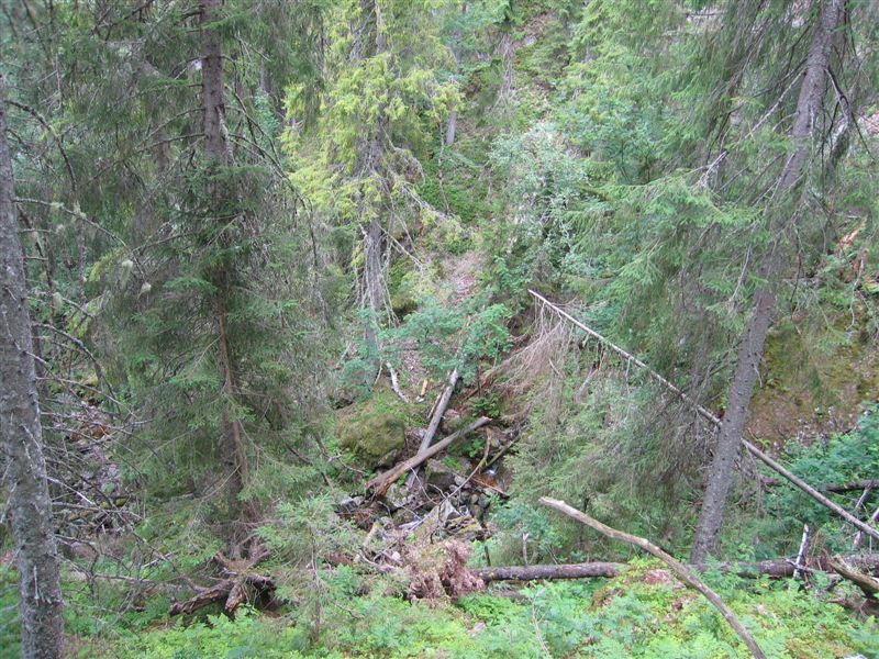 Bjørgefjell: Blandingsskog i øvre delar av Raudgjuv. Foto: Sigve Reiso