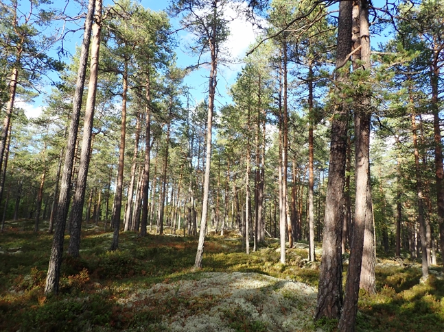 Fjellstulfjellet: Tørr, gammel og varm lavlandsfuruskog.