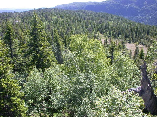 Mørkvassjuvet naturreservat. Foto: Statsforvalteren i Vestfold og Telemark