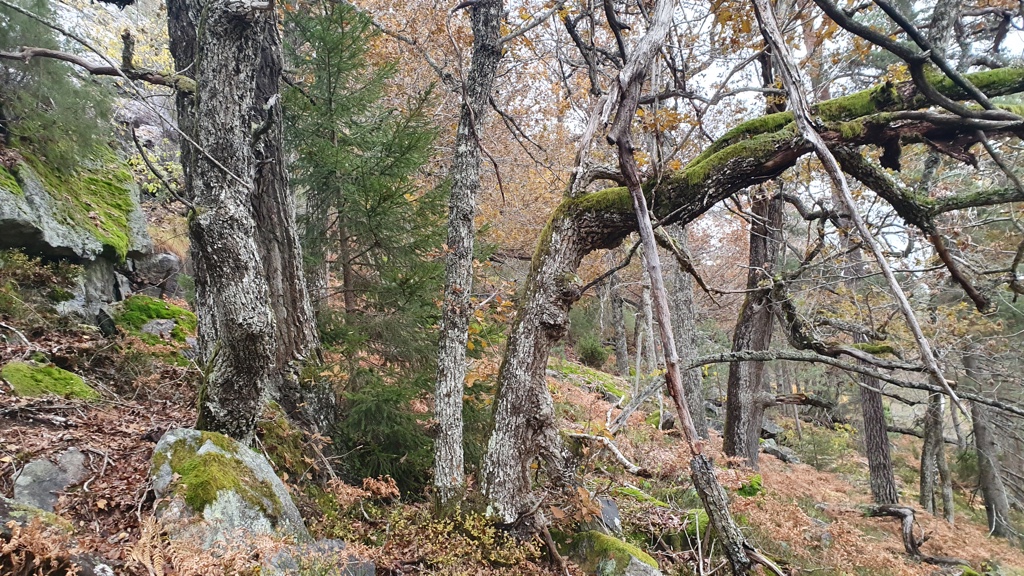 Meheia: Gammel eikeskog. Foto Terje Blindheim