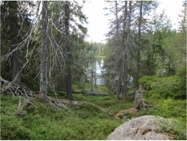 Fjellstulfjellet: Gammel, glissen urskogsnær fjellskog. Foto: Sigve Reiso