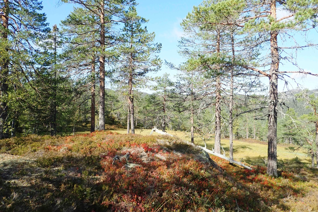 Kleppefjell og Venelinuten: Gammel høyereliggende furuskog. Foto: J.G. Brynjulvsrud
