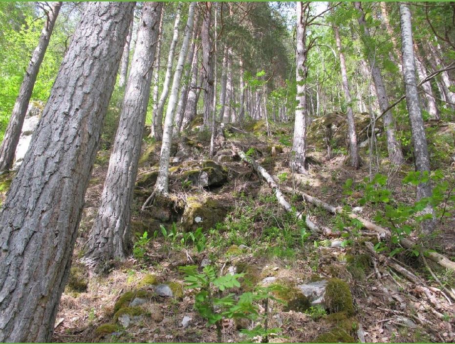 Heddedalane:  Rik furuskog i liene nord og nordvest for Ivarflaten.  Foto: Terje Blindheim, BioFokus