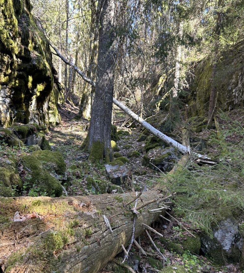 Holbekkheia og Ravnliane: Gammel skog. Foto: Statsforvalteren i Vestfold og Telemark