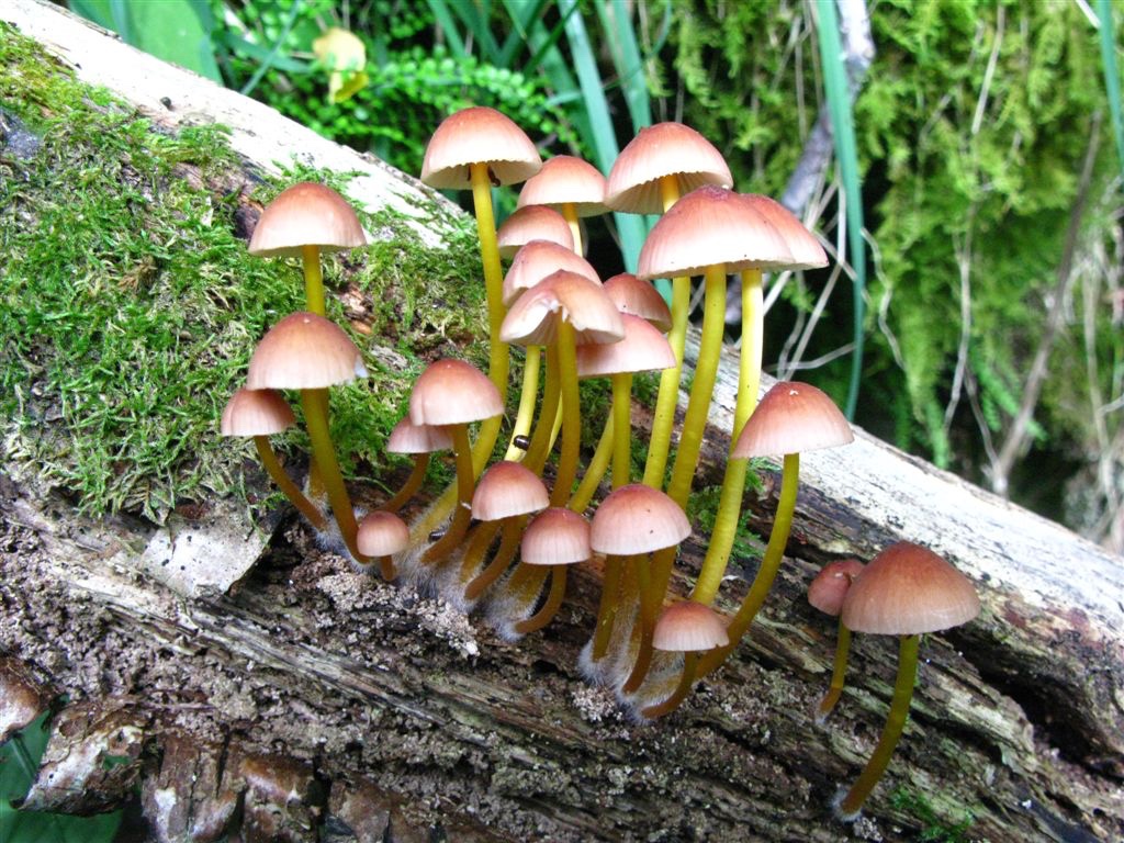 Hønsegjuvet:  Prydhette Mycena renati vokser på død ved av løvtrær i rike miljøer.  Soppen er ganske vanlig i området.  Foto:Tom Hellik Hofton