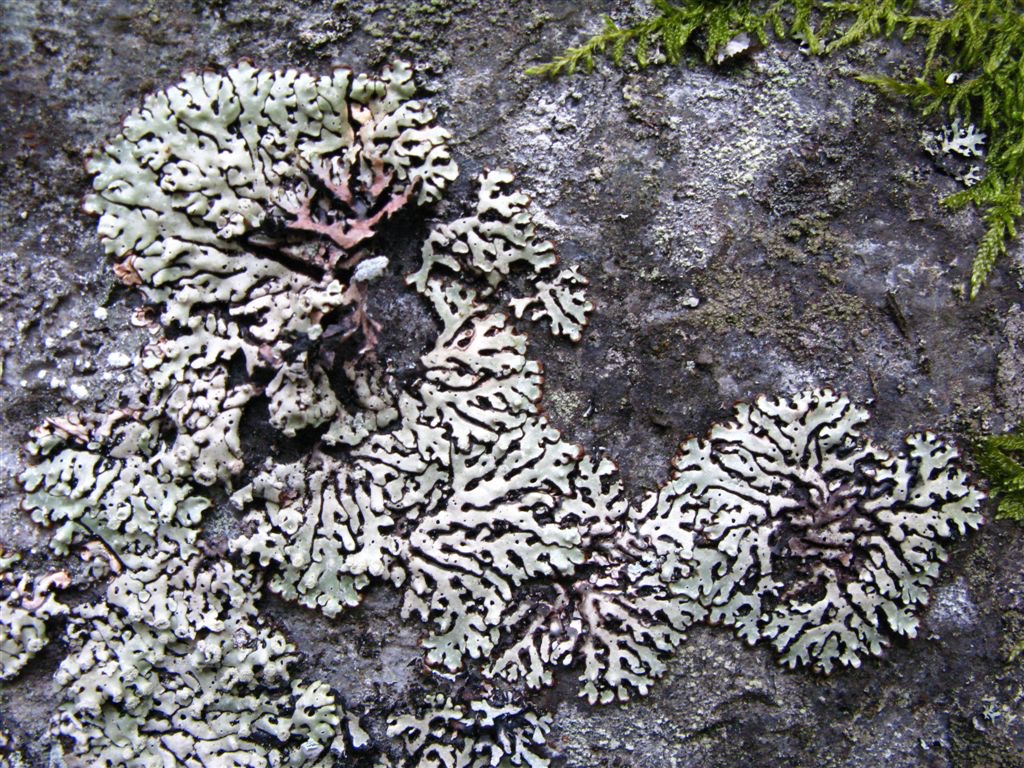 Hønsegjuvet: Hodeskoddelav Menegazzia terebrata på berg.  Foto: Tom Hellik Hofton