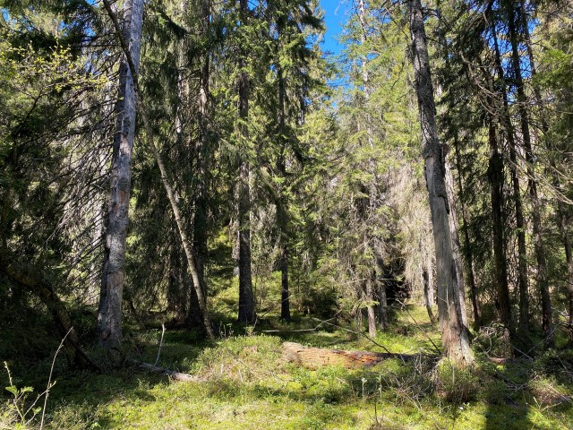 Hvittingen:  Gammel granskog.  Foto: Statsforvalteren i Vestfold og Telemark