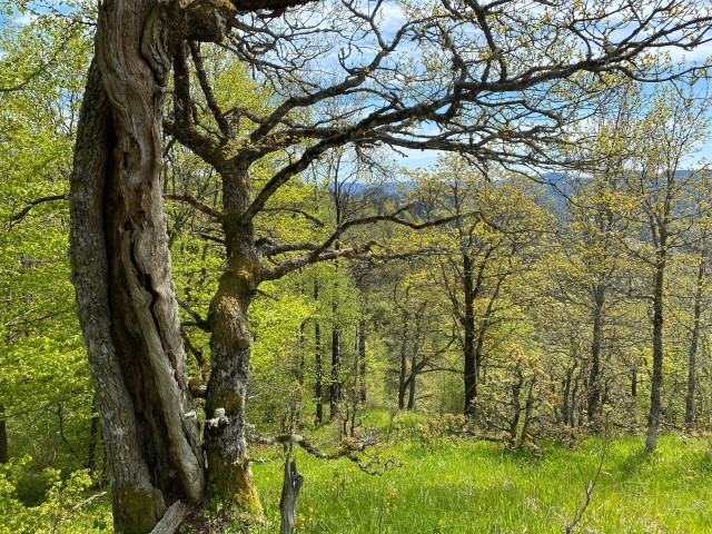 Rik edellauvskog i Sagkollen. Foto: Statsforvalteren i Vestfold og Telemark