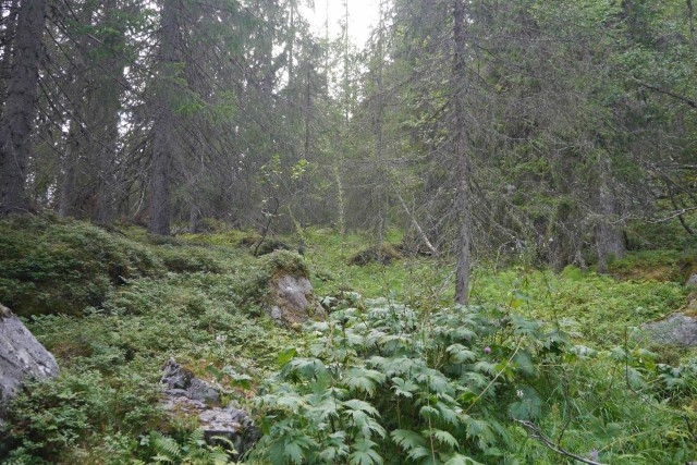 Mosnapp: Høgstaudevegetasjon. Foto: J.G. Brynjulvsrud