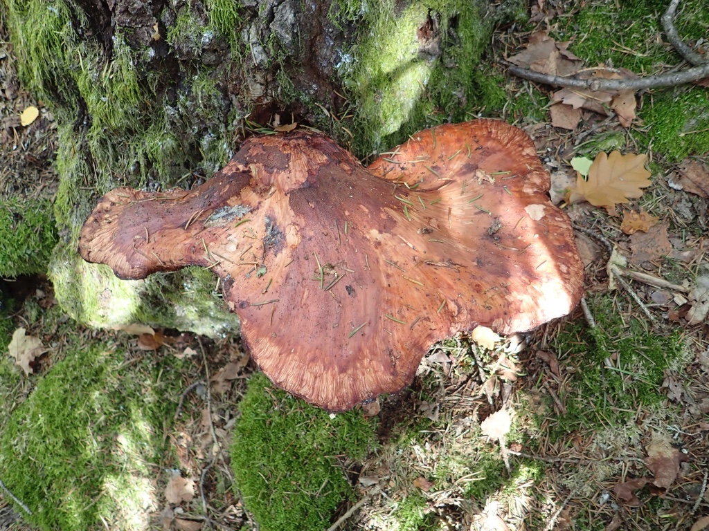 Grønlifjellet: Oksetungesopp Fistulina hepatica (NT). Foto: J.G. Brynjulvsrud