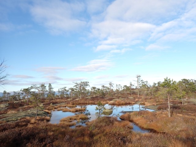 Parti fra Linfjell med skrinn gammel furuskog med små tjern og pytter. Foto: Rune Solvang