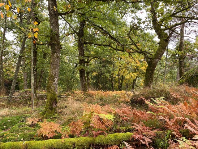 Rik edellauvskog i Korseikåsen naturreservat. Foto: Statsforvaltaren i Vestfold og Telemark