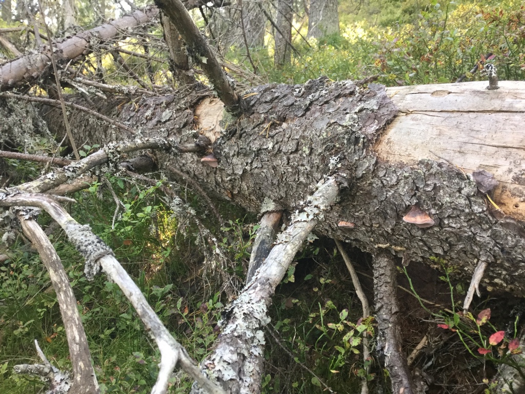 Kleppefjell og Venelinuten: Rosekjuke på granlåg oppe på Kleppefjellet. Foto: Torbjørn Høitomt