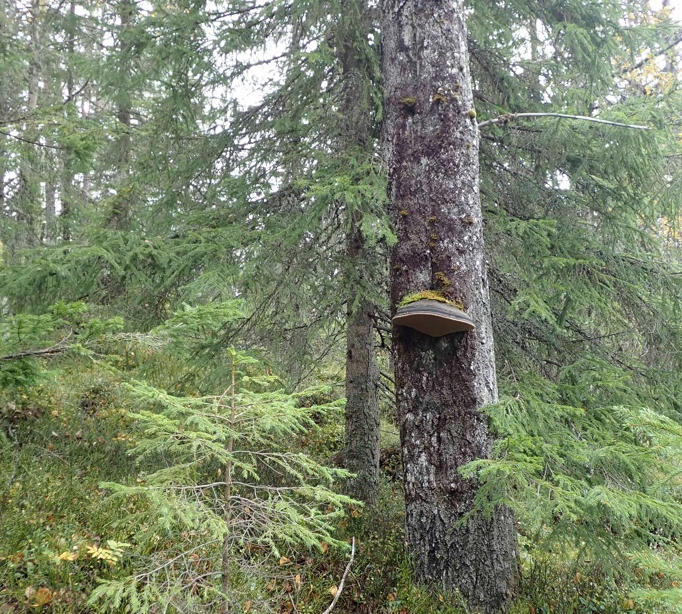 Nesfjellet: Stor ospeildkjuke i Skotmyrane aust. 