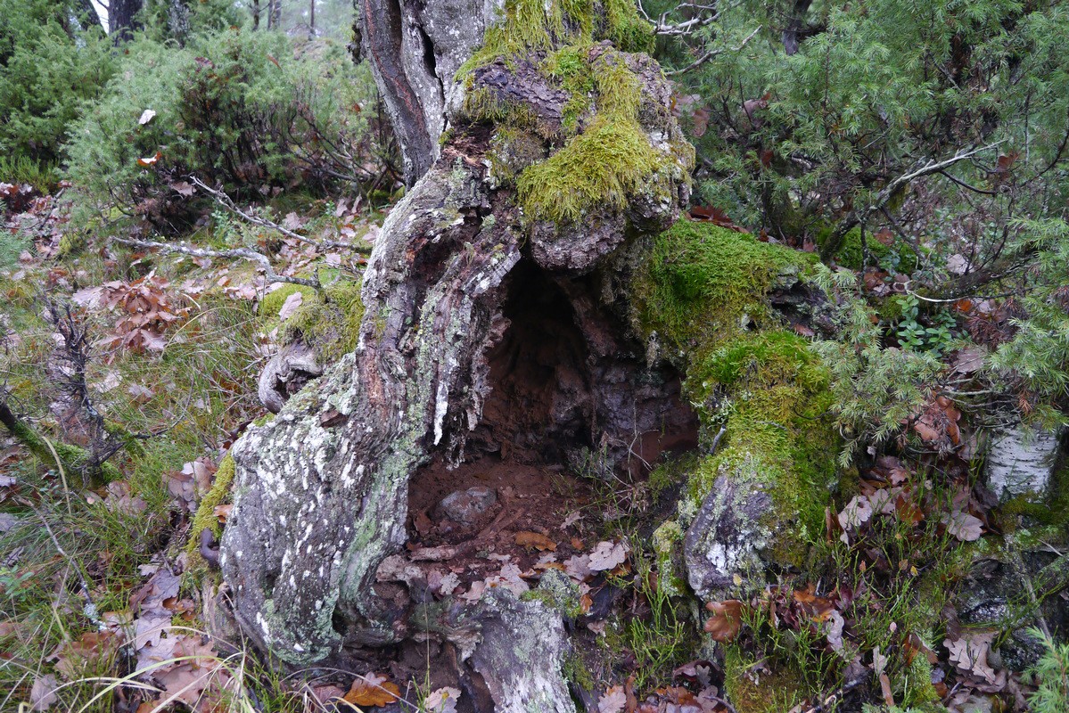 Urdeknuten i Skien/Drangedal. Hul eik med rødmull.