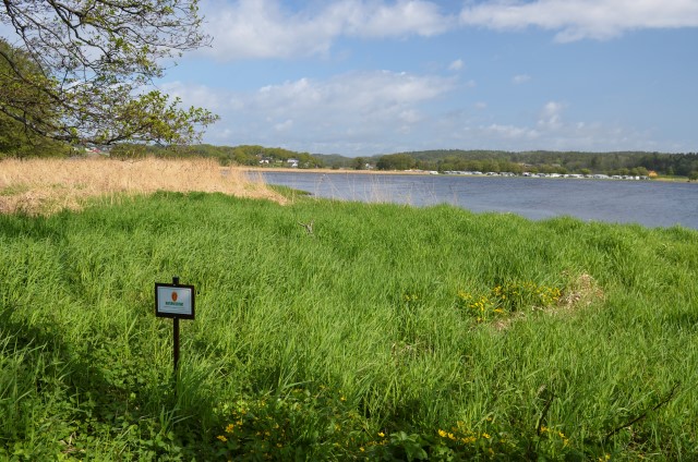 Hummerbakken naturreservat i Larvik. Foto: Birgit Brosø