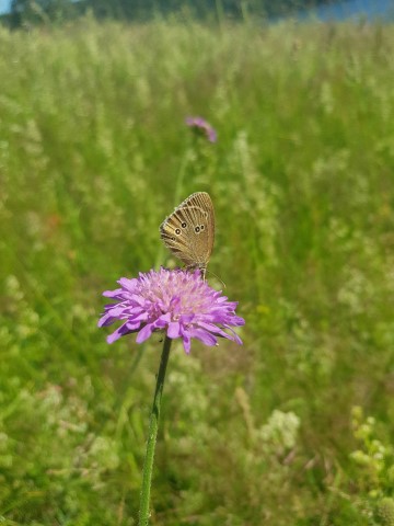 Sommerfugl på planta rødknapp. Foto: Linnea Vereide