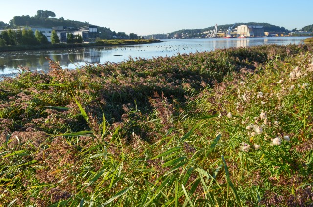 Ilene inngår sammen med Presterødkilen i et netttverk av våtmarker over hele verden. Områdene har internasjonalt vern, kalt Ramsar. Foto: Birgit Brosø