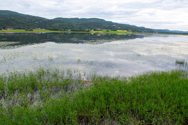 Børsesjø naturreservat i Skien er et av fylkets viktigste våtmarksområder med et yrende fugleliv.
