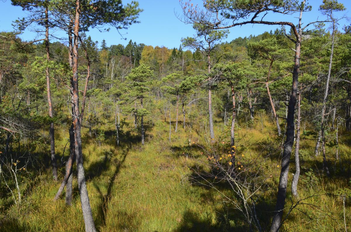 Det er sjeldent at myrer oppstår så nær kysten i Vestfold. Bare 300 meter fra havet ligger Askvikmyra.