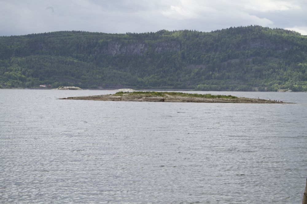 Dette lille skjæret har vært en stabil hekkekoloni for hettemåke gjennom mange år.