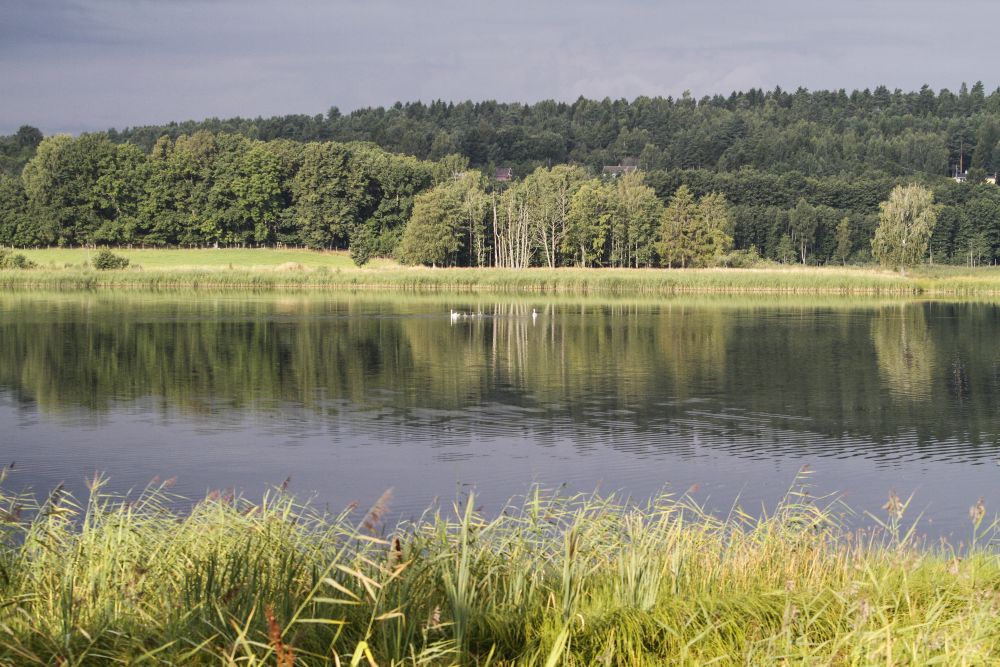 Det høye gresset takrør omkranser reservatet.