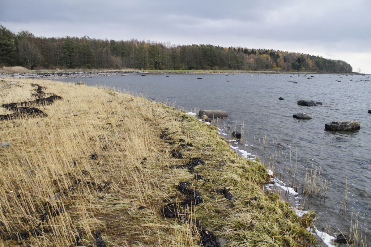 Rødskjær har høy tetthet av hekkende storskarv.