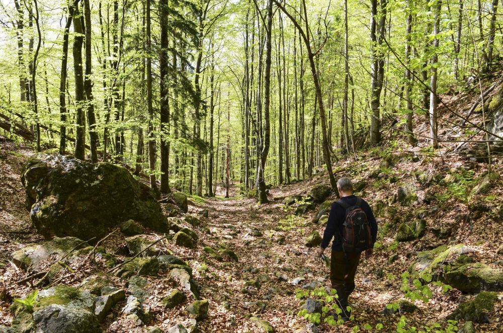 Bøkeskog i Dalaåsen en tidlig vårdag.