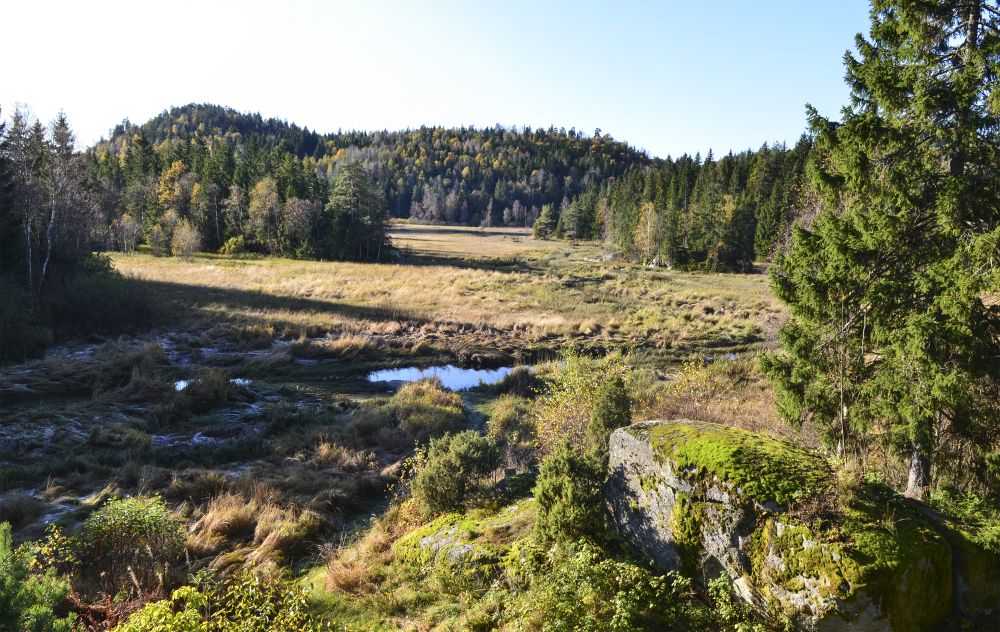 Elva naturreservat er en såkalt fattigmyr. Reservatet starter omtrent midtveis i bildet, tatt ved munningen av Solum-elva.