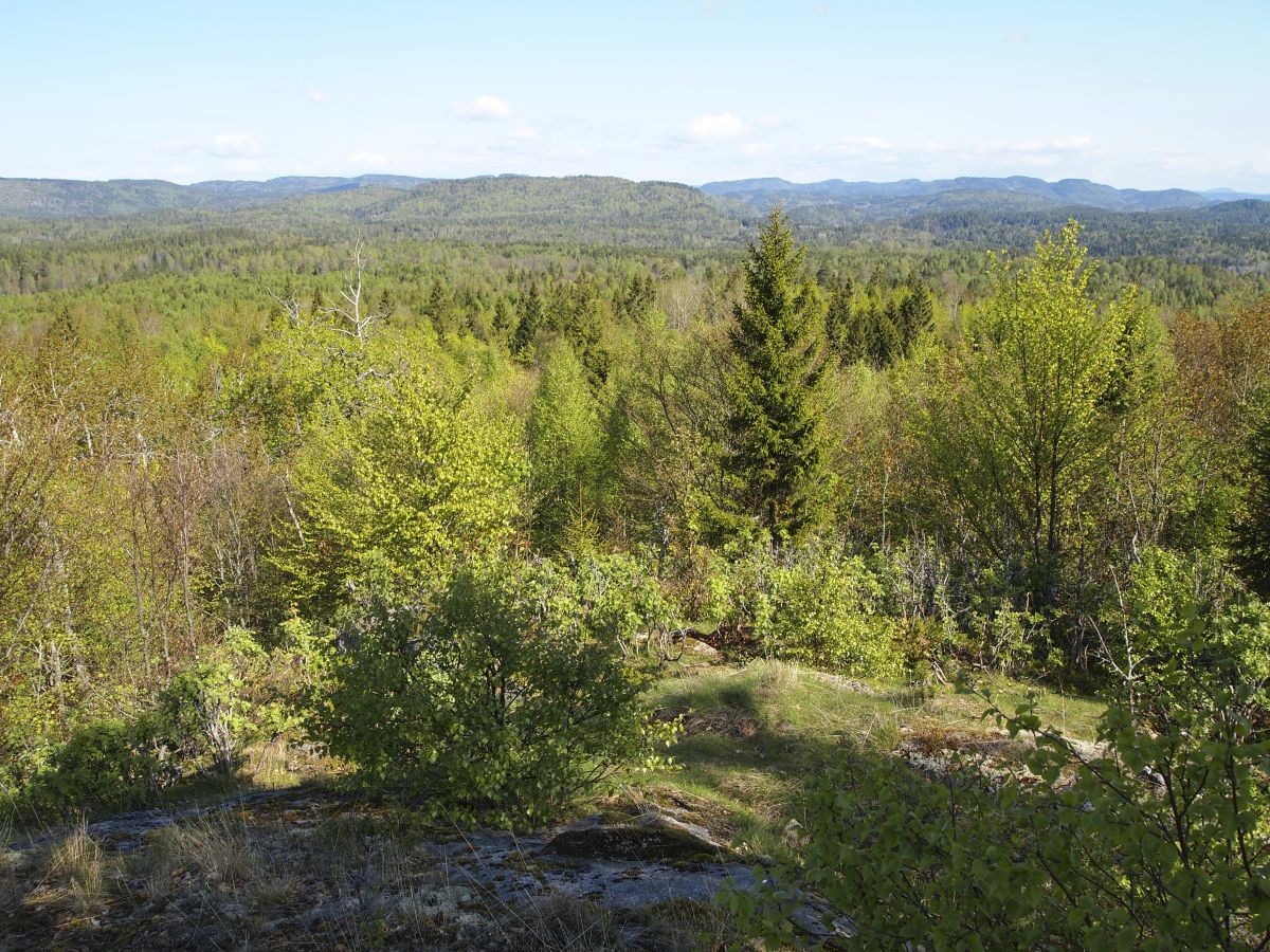 Flisefyr-Hidalen har registrert hele 17 ulike treslag, noe dette bildet fra den søndre delen av reservatet illustrerer.