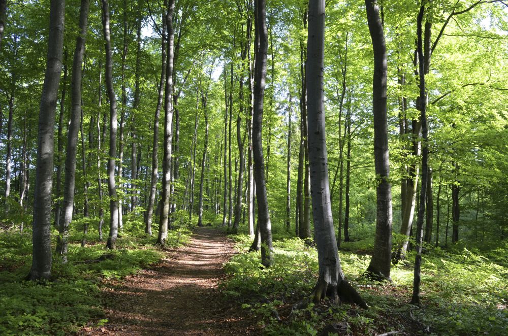 Bøkeskogen på Fokserød ligger oppe på Vestfoldraet.